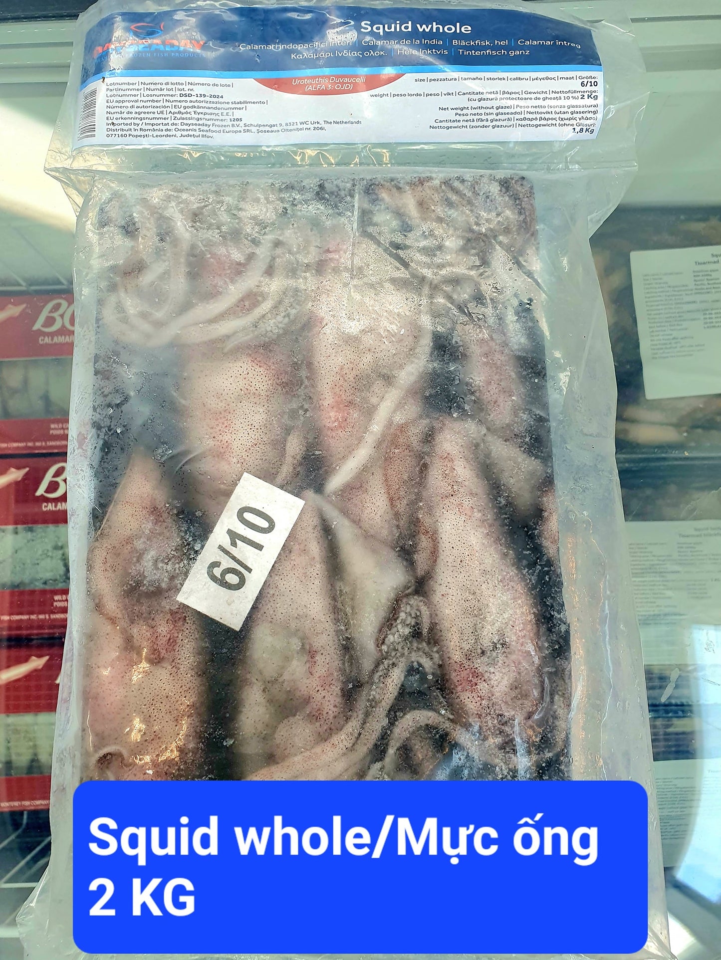 DAYSEADAY Squid Whole 6/10 2Kg