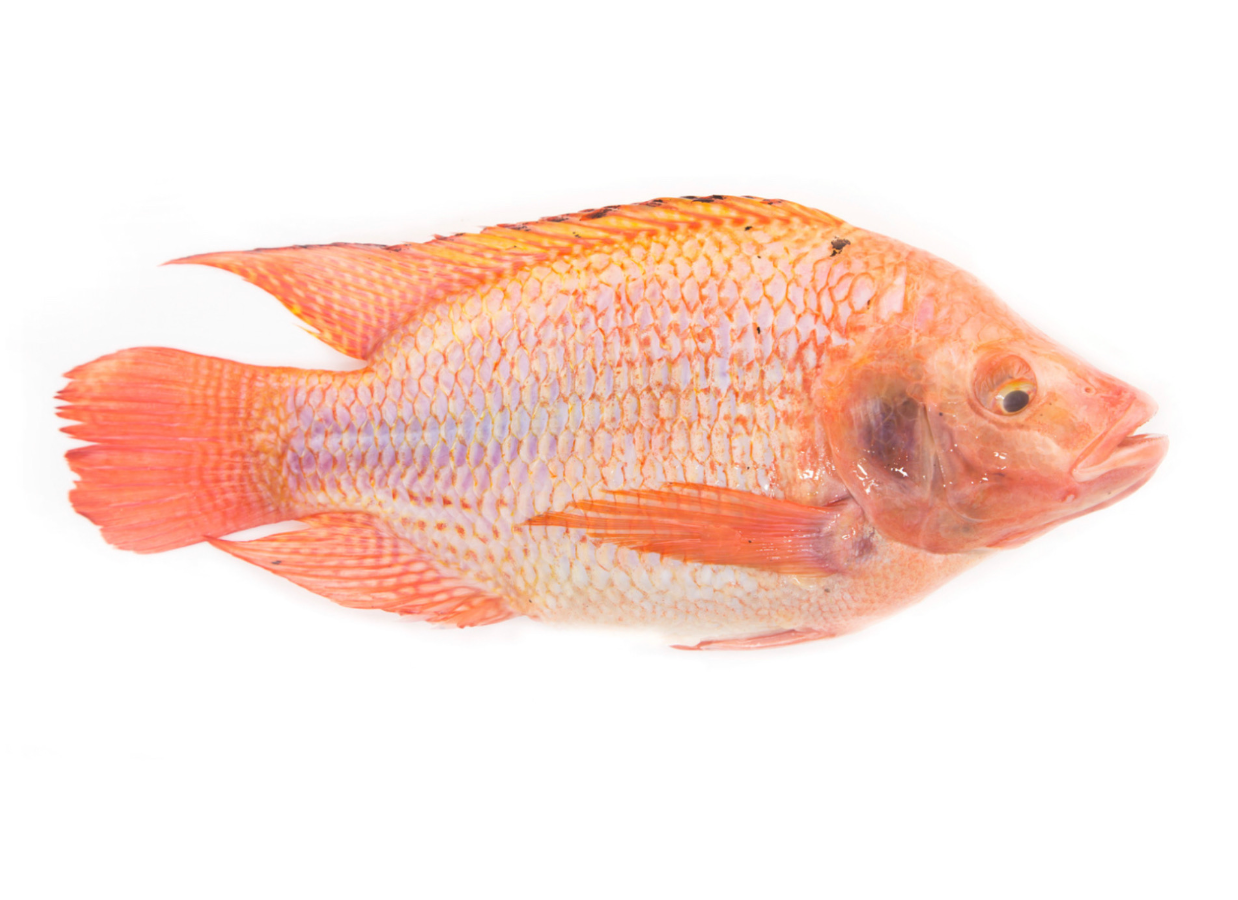 JASMINE Tilapia Red 750/1000G - Ca Dieu Hong