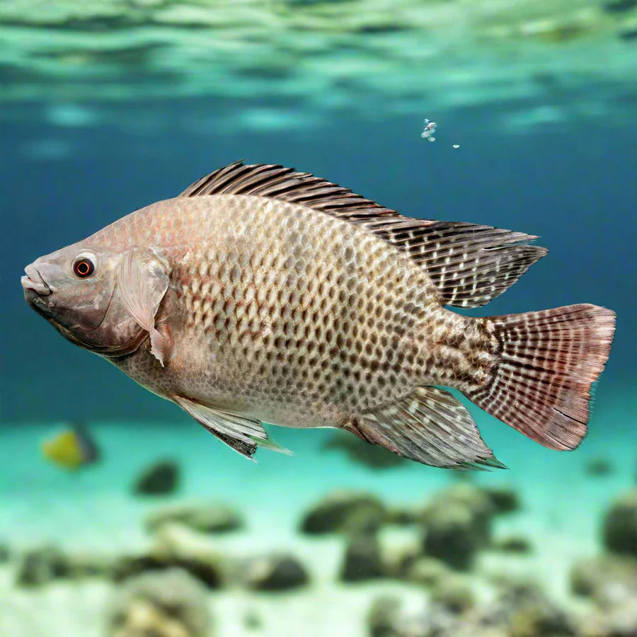 DAYSEADAY Black Tilapia - Ca Ro Phi 800/1000G