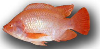 STAR PRIDE Red Tilapia / Ca Dieu Hong 750G - 1Pcs