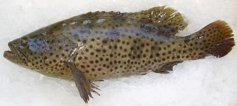 PRIDE STAR Grouper - Ca Mu 1KG