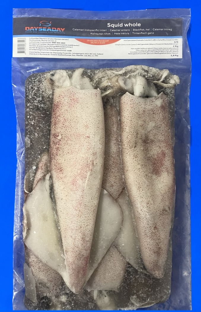 DAYSEADAY Squid Whole 3/6 India - 2Kg