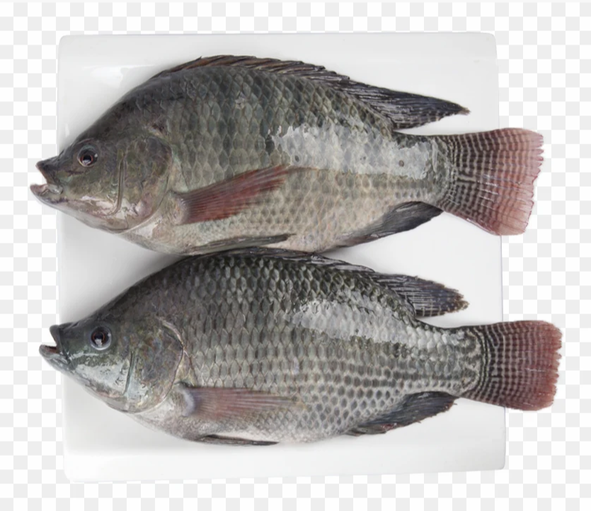 PRIDE STAR Black TILAPIA 800/1000G - Ca Ro Phi