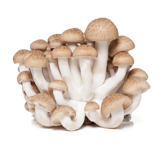 FRESH Mushroom Shimeji (Hypsizygus Tessellatus) 150G