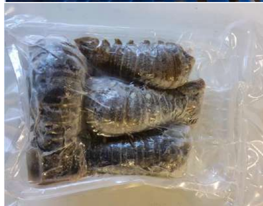 JASMINE Lobster Tail 50/100G 250G