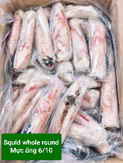 STAR PRIDE Whole Squid W/R 6/10 - Muc Ong 1Kg
