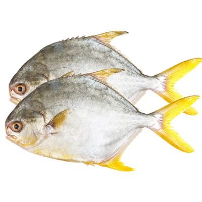 PERFIT Frozen Golden Pomfret - Ca Chim Kg