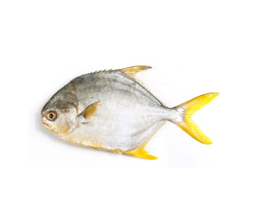 JASMINE Pomfret Gold 400/600G - Ca Chim