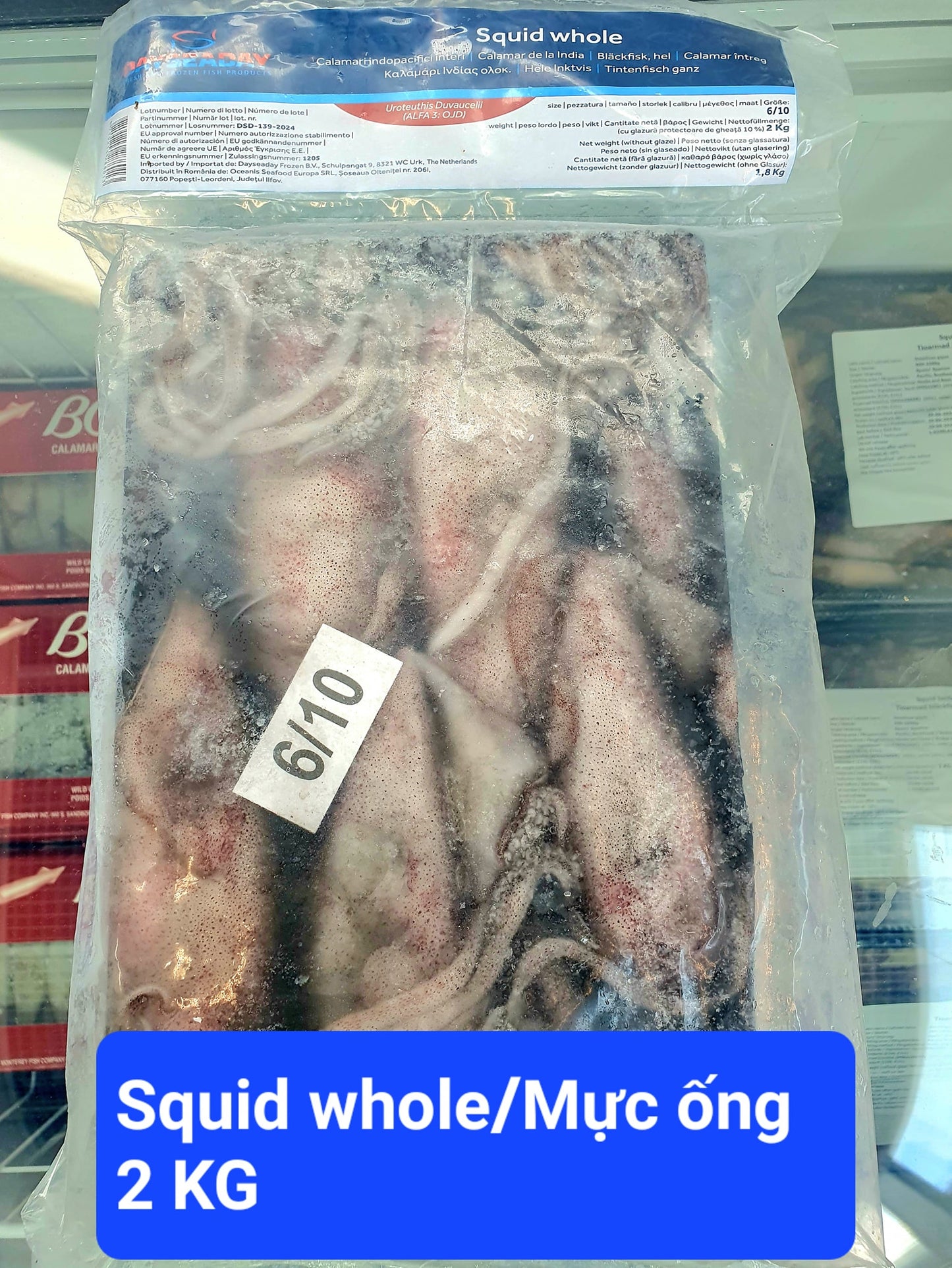 JASMINE Squid Whole 6/10 2Kg