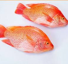BONESCA Ultimate Taste Red Tilapia Wgs  - Ca Dieu Hong 700-900G