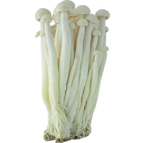 MAO XIONG White Crab Mushroom 150 G