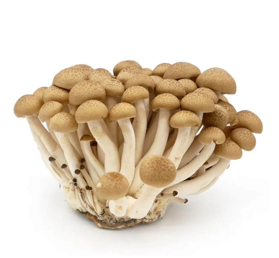 FRESH Brun Shimeji Mushroom 150G