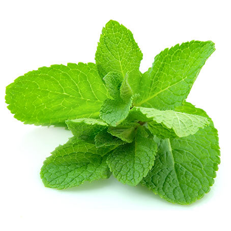 FRESH Mint - Minttu - Hung Lui 100G