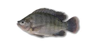 JONA Black Tilapia Wgs 700-800G - Ca Ro Phi
