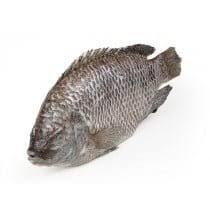 ASIAN CHOICE Tilapia G&S Iwp 800+G
