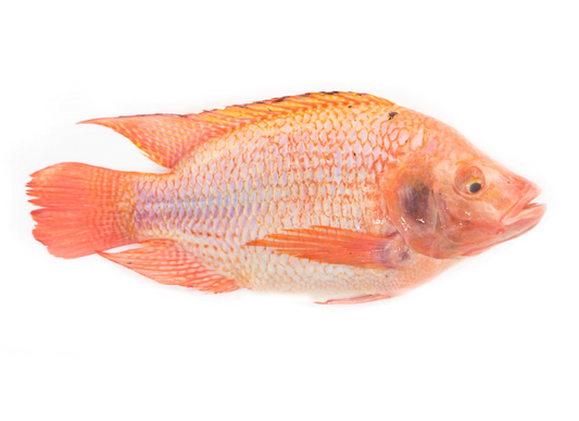 JASMINE Tilapia Red (Ca Dieu Hong) 1200G+