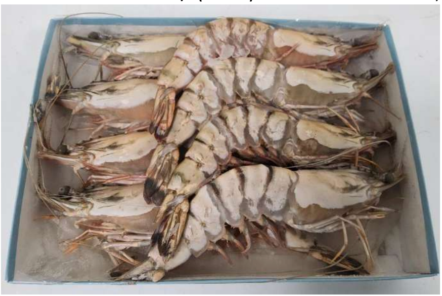 JASMINE Big Tiger Shrimp Hoso 8/12 - 1 Kg