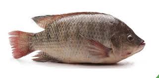 DAYSEADAY Black Tilapia - Ca Ro Phi 800/1000G