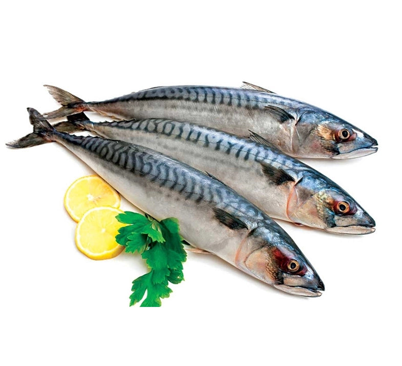 JASMINE Mackerel Scomb 1250G - Ca Nuc Hoa