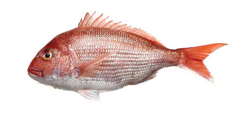 JASMINE Red Seabream 500/800G