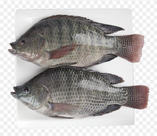 JASMINE Tilapia 800/1000G - Ca Ro Phi