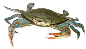 JASMINE Crab W/R 300/400G Iwp / Ghe - Cua 1Kg